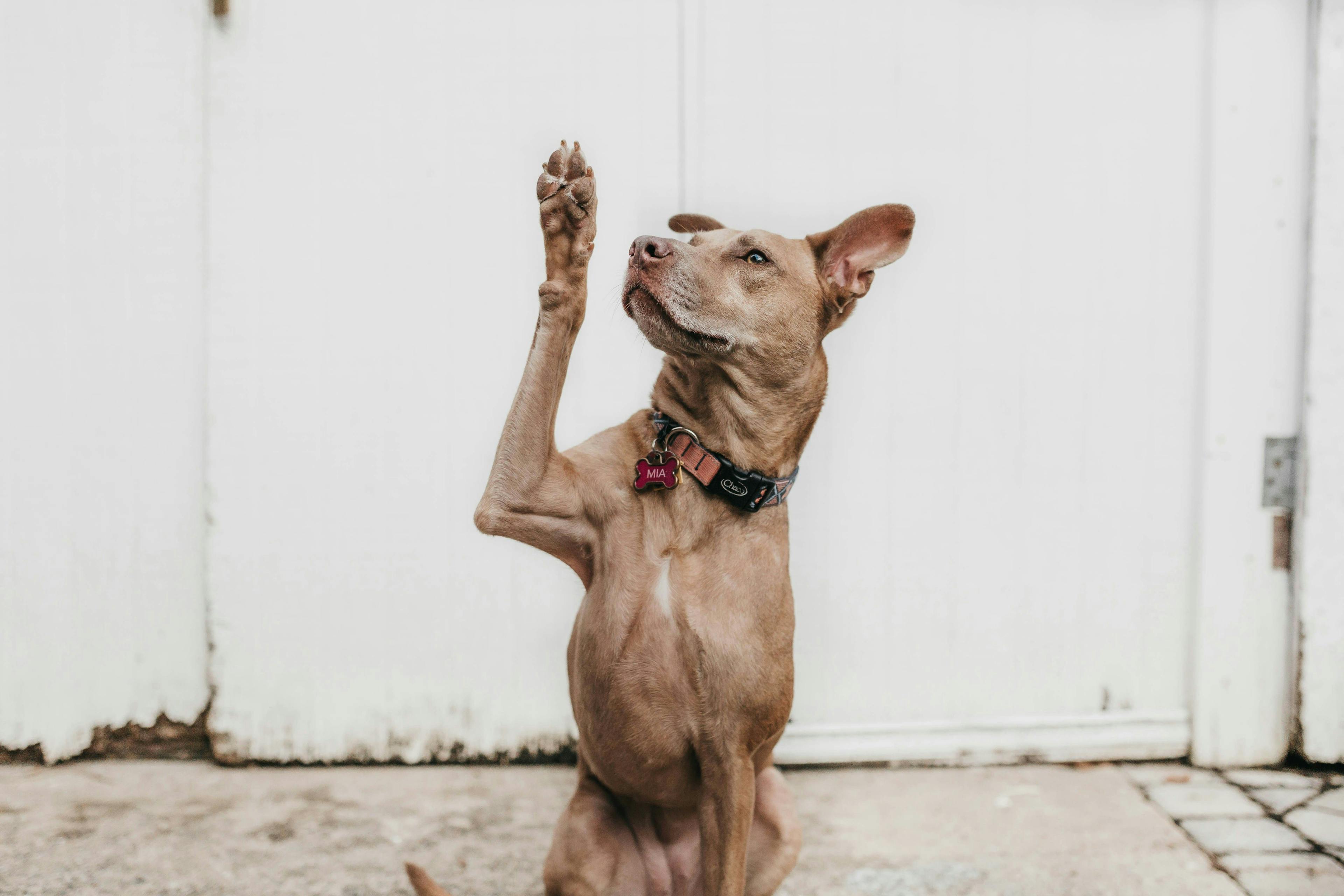 en brun hund sitter på bakbena og gir en high five.